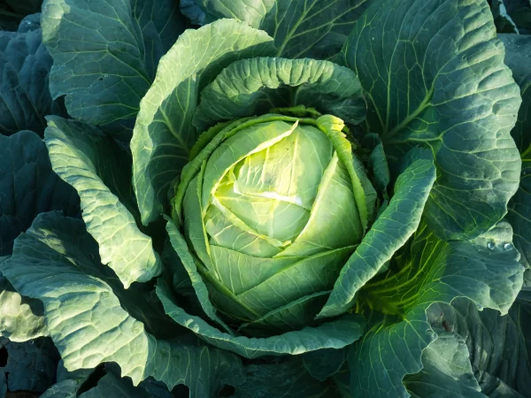 Cabbages_Tawi_Village