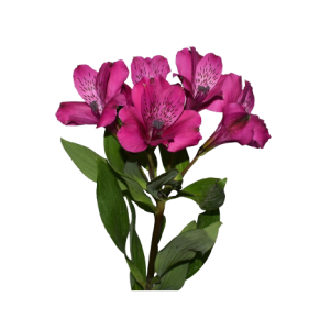 Alstroemeria Real Tawi Village