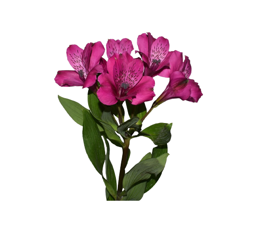 Alstroemeria Real Tawi Village