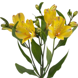 alstroemeria tonatiuh tawi village