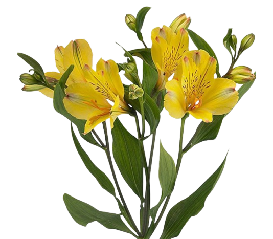 alstroemeria tonatiuh tawi village