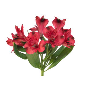 Chicago Alstroemeria Tawi village