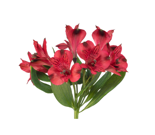 Chicago Alstroemeria Tawi village