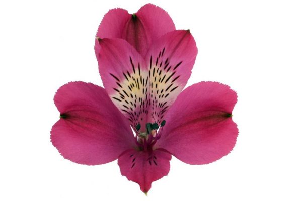 Alstroemeria Real Tawi Village
