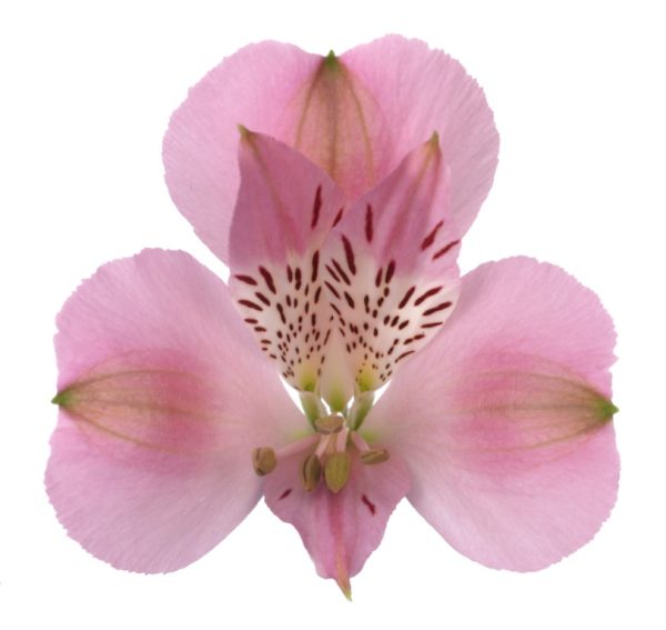 Alstroemeria seattle tawi village