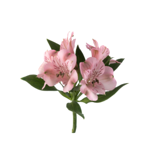 Alstroemeria seattle tawi village