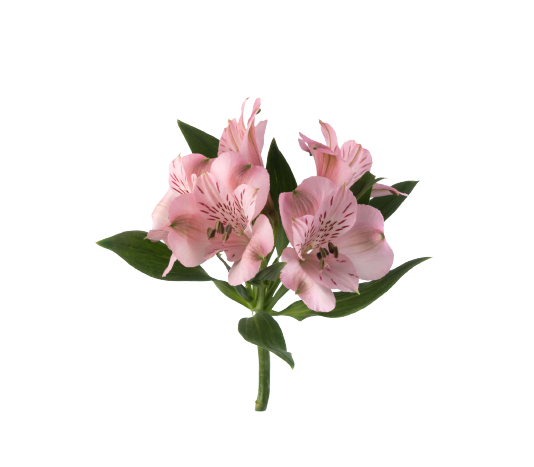 Alstroemeria seattle tawi village