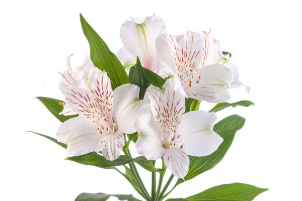 alstroemeria snow time tawi village