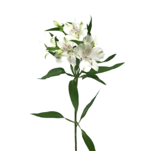 Alstroemeria Whistler Tawi Village