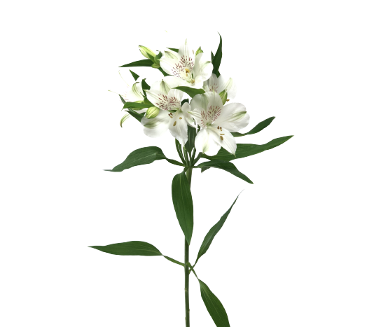 Alstroemeria Whistler Tawi Village