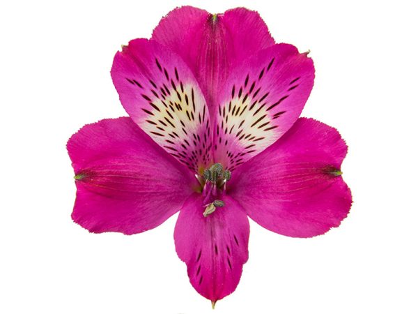 Alstroemeria Real Tawi Village