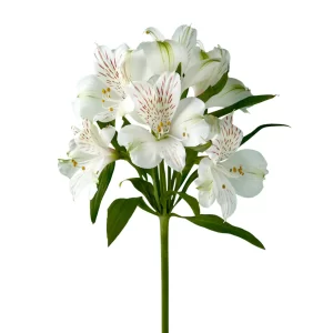 alstroemeria snow time tawi village