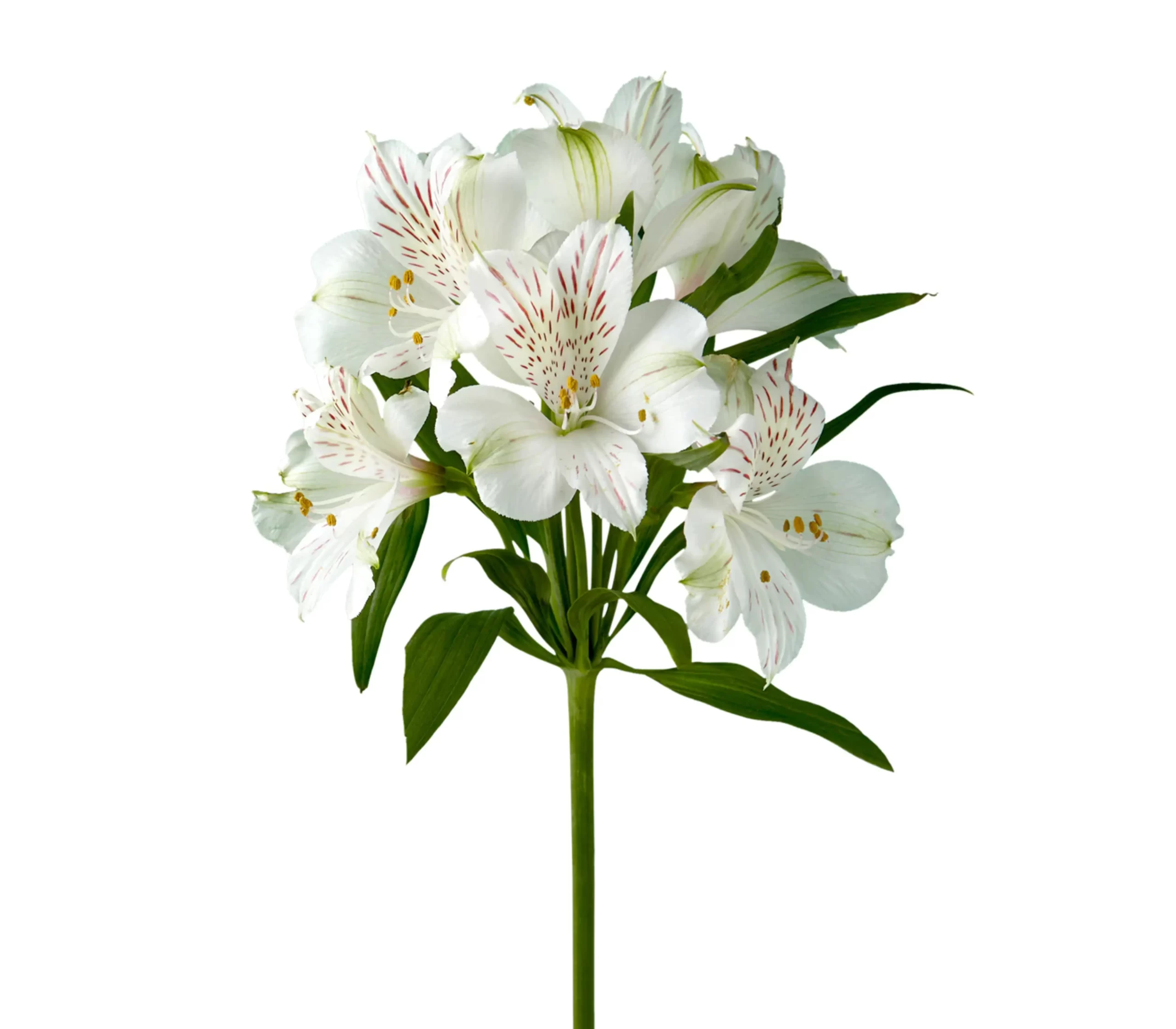 alstroemeria snow time tawi village