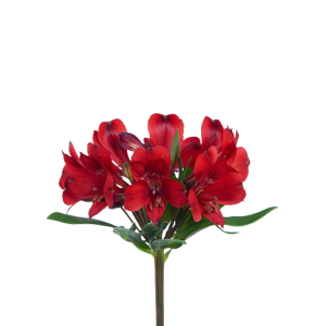 alstroemeria red delight tawi village