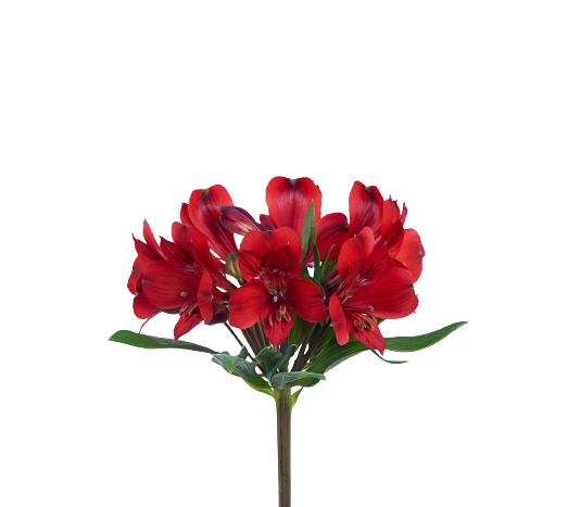 alstroemeria red delight tawi village