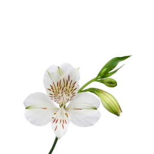 alstroemeria whitney tawi village