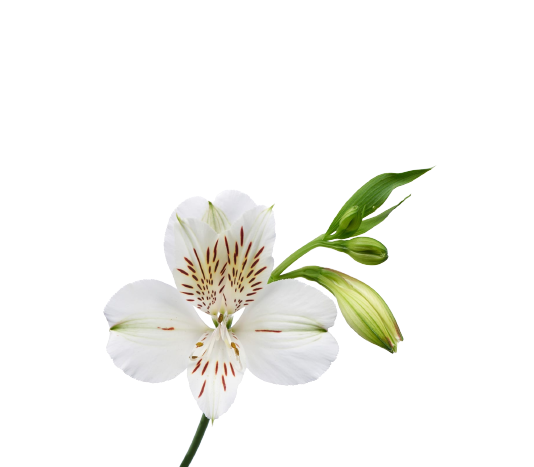 alstroemeria whitney tawi village