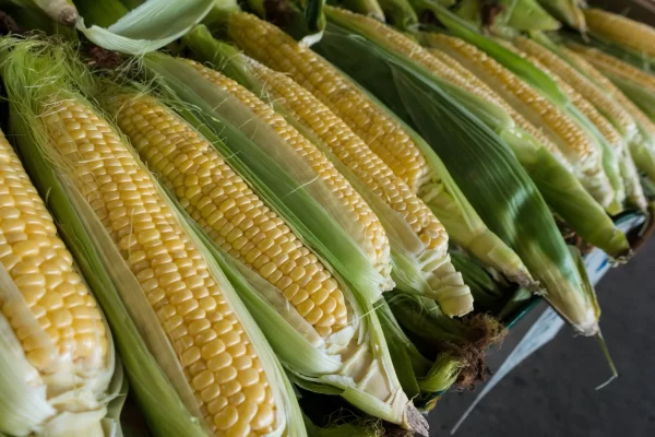 sweet corn tawi village
