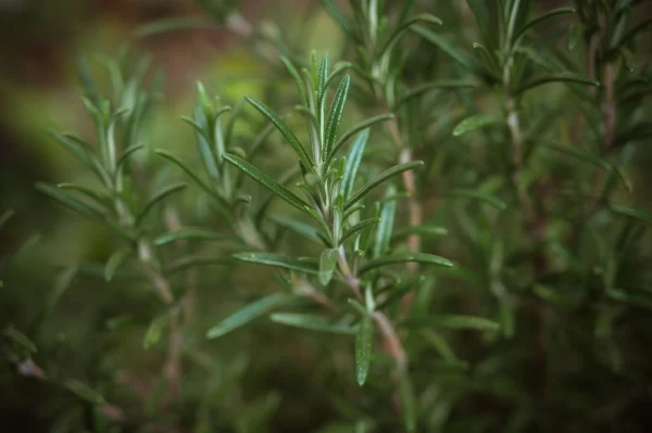 rosemary tawi village