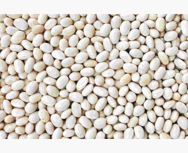 Haricot beans tawi village