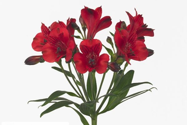 Chicago Alstroemeria Tawi village
