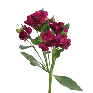 Alstroemeria Cleo Tawi village