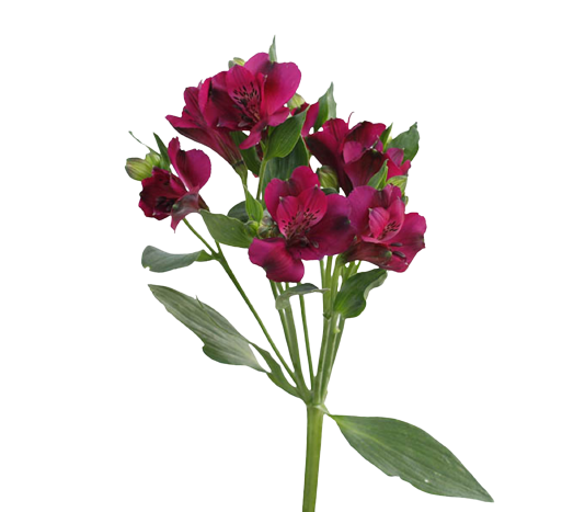 Alstroemeria Cleo Tawi village