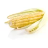 Sweet Corn