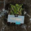 pepper mint tawi village