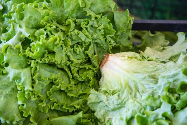 Lettuce Tawi Vilage