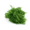 Dill
