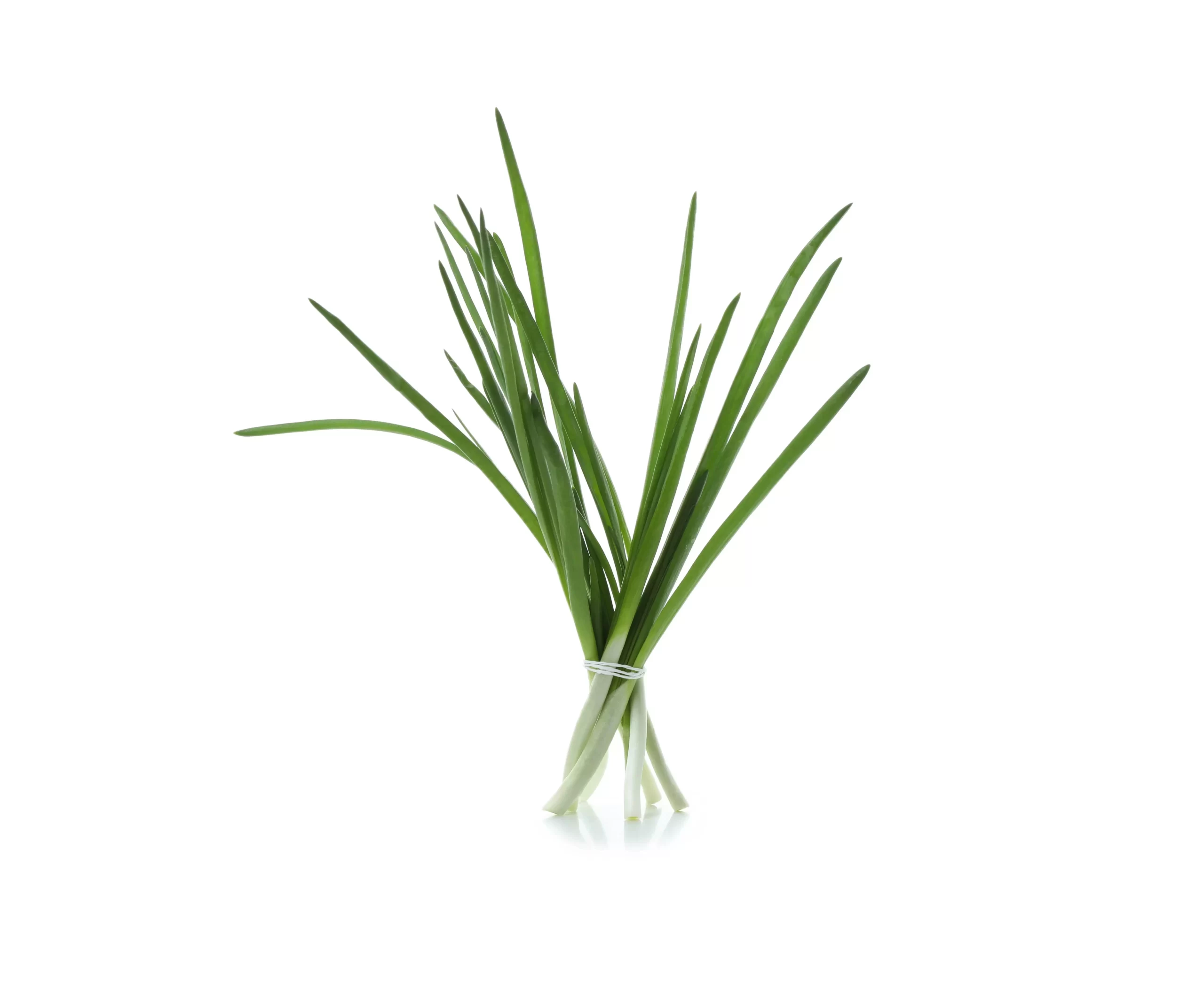 Chives_Tawi_Village
