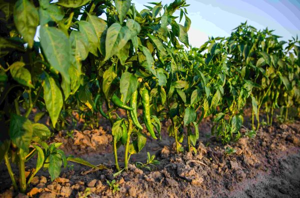 hot pepper tawi village