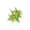Rosemary
