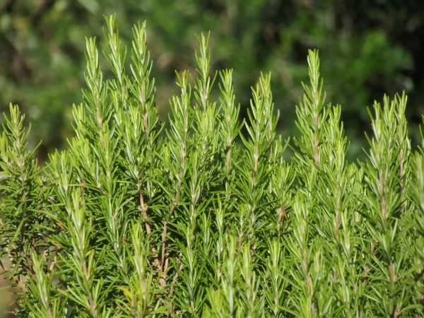 rosemary tawi village