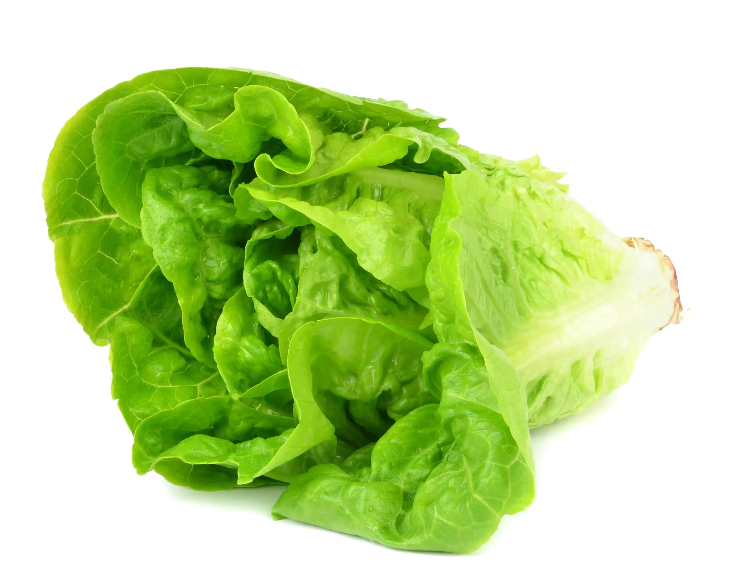 Lettuce Tawi Vilage