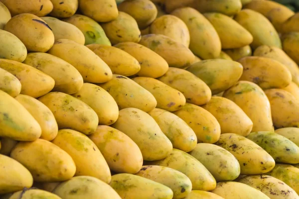 Mangoes_Tawi_Village
