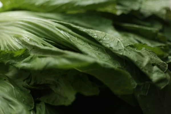 Lettuce Tawi Vilage