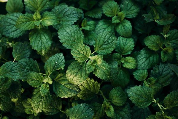 mint tawi village
