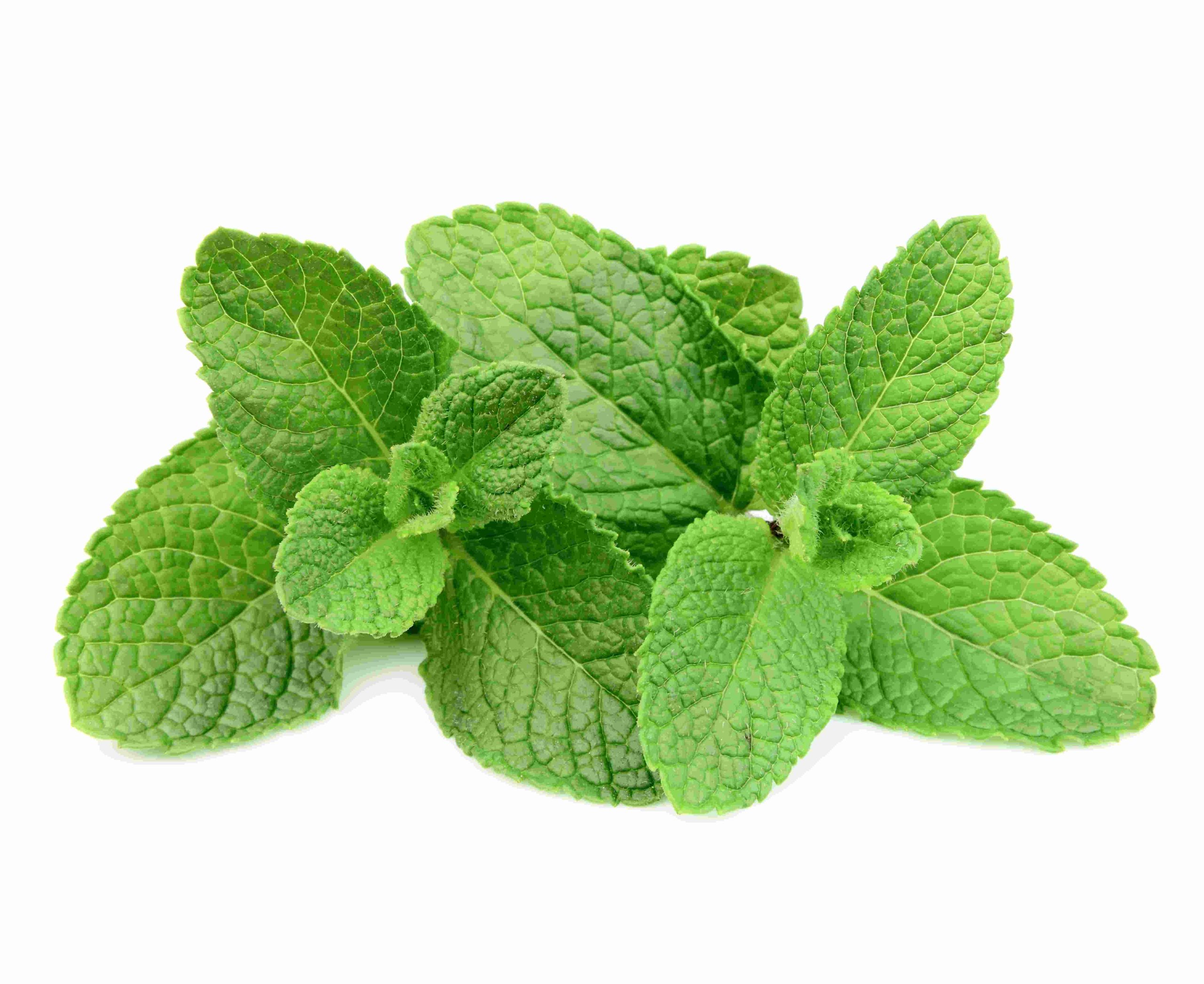 mint tawi village