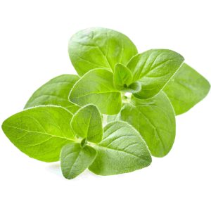oregano tawi village