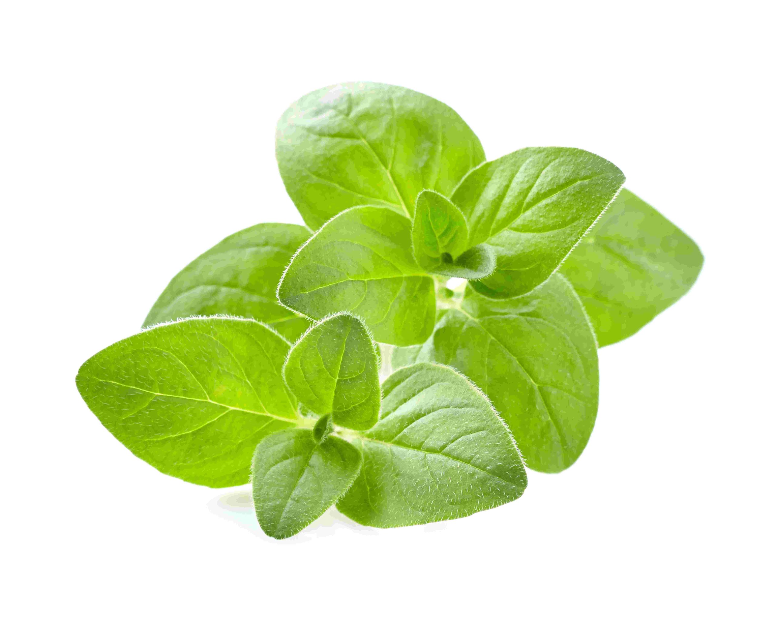 oregano tawi village