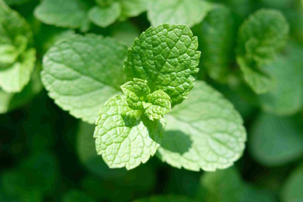 mint tawi village
