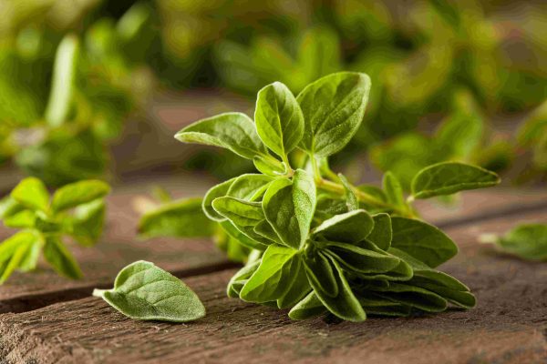 oregano tawi village