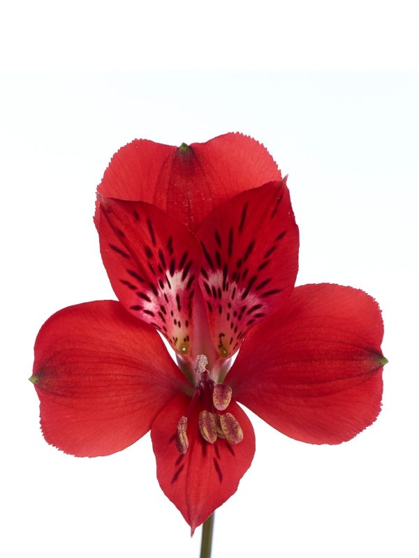 alstroemeria red delight tawi village