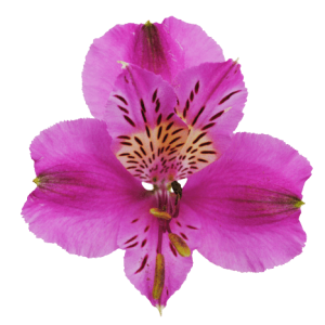 Alstroemeria Reno Tawi Village