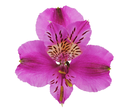 Alstroemeria Reno Tawi Village