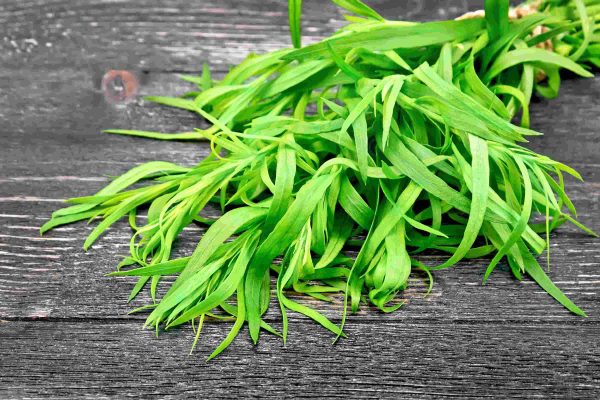 tarragon tawi village