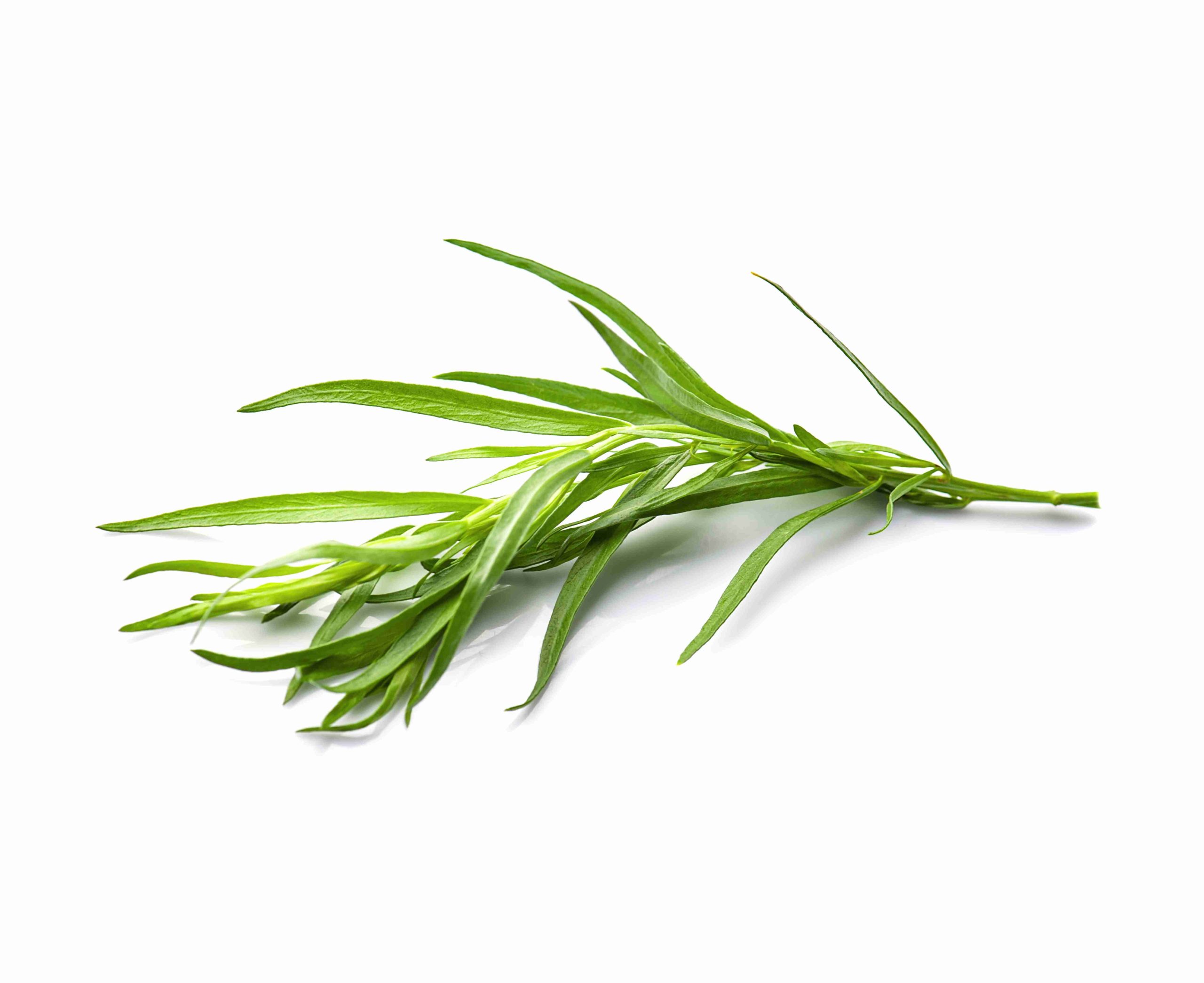 tarragon tawi village