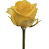 Rose Canary Tawi Village